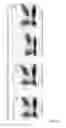 Fig. 15 - Modified nucleotide linkers