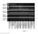 Fig. 03 - KIR3DL1 allele classification kit and method