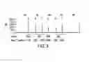 Fig. 04 - Methods and compositions for treating cancer by identifying one or more ERK mutations