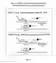 Fig. 03 - METHODS, COMPOSITIONS, AND KITS FOR DETECTING ALLELIC VARIANTS