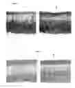 Fig. 06 - Method for treating a substrate made of animal fibers with solid particles and a chemical formulation