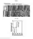 Fig. 05 - METHOD OF MANUFACTURING POROUS THREE-DIMENSIONAL MICRO/NANOFIBROUS SCAFFOLD USING ELECTROHYDRODYNAMIC PROCESS AND POROUS THREE-DIMENSIONAL MICRO/NANOFIBROUS SCAFFOLD MANUFACTURED THEREBY