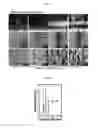 Fig. 06 - METHOD OF MANUFACTURING POROUS THREE-DIMENSIONAL MICRO/NANOFIBROUS SCAFFOLD USING ELECTROHYDRODYNAMIC PROCESS AND POROUS THREE-DIMENSIONAL MICRO/NANOFIBROUS SCAFFOLD MANUFACTURED THEREBY