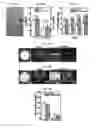 Fig. 12 - METHOD OF MANUFACTURING POROUS THREE-DIMENSIONAL MICRO/NANOFIBROUS SCAFFOLD USING ELECTROHYDRODYNAMIC PROCESS AND POROUS THREE-DIMENSIONAL MICRO/NANOFIBROUS SCAFFOLD MANUFACTURED THEREBY