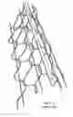 Fig. 02 - Self-aligning, double wire corner bead for fireproofing structural steel member and method of using same