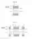 Fig. 13 - Exhaust purification system of internal combustion engine