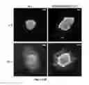 Fig. 34 - Core-shell nanofiber-based sensors