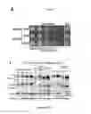 Fig. 08 - CELLULAR DISCOVERY PLATFORM FOR NEURODEGENERATIVE DISEASES