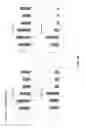 Fig. 108 - BIOMARKER COMPOSITIONS AND MARKERS