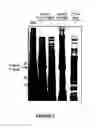 Fig. 03 - Method for the site-specific covalent cross-linking of antibodies to surfaces