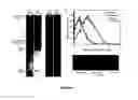 Fig. 07 - Method for the site-specific covalent cross-linking of antibodies to surfaces