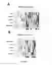 Fig. 12 - SYSTEMS AND METHODS FOR FACILITATING DIAGNOSIS, PROGNOSIS AND TREATMENT OF CANCER BASED ON DETECTION OF HER3 ACTIVATION