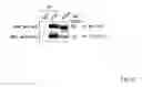 Fig. 05 - ANTIBODIES AGAINST ACTIN-BINDING PROTEIN GIRDIN AND METHODS OF MAKING AND USING THE SAME