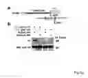 Fig. 08 - ANTIBODIES AGAINST ACTIN-BINDING PROTEIN GIRDIN AND METHODS OF MAKING AND USING THE SAME