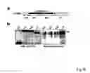 Fig. 09 - ANTIBODIES AGAINST ACTIN-BINDING PROTEIN GIRDIN AND METHODS OF MAKING AND USING THE SAME