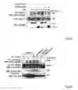 Fig. 10 - ANTIBODIES AGAINST ACTIN-BINDING PROTEIN GIRDIN AND METHODS OF MAKING AND USING THE SAME