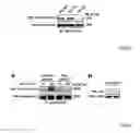 Fig. 11 - ANTIBODIES AGAINST ACTIN-BINDING PROTEIN GIRDIN AND METHODS OF MAKING AND USING THE SAME
