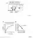 Fig. 14 - ANTIBODIES AGAINST ACTIN-BINDING PROTEIN GIRDIN AND METHODS OF MAKING AND USING THE SAME