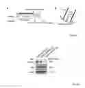 Fig. 15 - ANTIBODIES AGAINST ACTIN-BINDING PROTEIN GIRDIN AND METHODS OF MAKING AND USING THE SAME