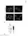 Fig. 18 - ANTIBODIES AGAINST ACTIN-BINDING PROTEIN GIRDIN AND METHODS OF MAKING AND USING THE SAME