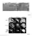 Fig. 20 - ANTIBODIES AGAINST ACTIN-BINDING PROTEIN GIRDIN AND METHODS OF MAKING AND USING THE SAME