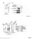 Fig. 22 - ANTIBODIES AGAINST ACTIN-BINDING PROTEIN GIRDIN AND METHODS OF MAKING AND USING THE SAME