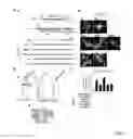 Fig. 24 - ANTIBODIES AGAINST ACTIN-BINDING PROTEIN GIRDIN AND METHODS OF MAKING AND USING THE SAME