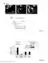 Fig. 26 - ANTIBODIES AGAINST ACTIN-BINDING PROTEIN GIRDIN AND METHODS OF MAKING AND USING THE SAME