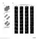 Fig. 29 - ANTIBODIES AGAINST ACTIN-BINDING PROTEIN GIRDIN AND METHODS OF MAKING AND USING THE SAME