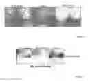 Fig. 32 - ANTIBODIES AGAINST ACTIN-BINDING PROTEIN GIRDIN AND METHODS OF MAKING AND USING THE SAME