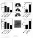 Fig. 04 - Compositions and methods for making and using oxygen sensing nanofibers and scaffolds