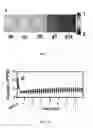Fig. 12 - Compositions and methods for making and using oxygen sensing nanofibers and scaffolds