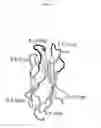 Fig. 03 - Fibronectin type III repeat based protein scaffolds with alternative binding surfaces