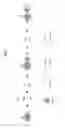 Fig. 02 - Methods of Detecting Complement Fixing and Non-Complement Fixing Antibodies and Systems for Practicing the Same