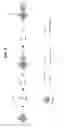 Fig. 03 - Methods of Detecting Complement Fixing and Non-Complement Fixing Antibodies and Systems for Practicing the Same