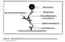 Fig. 22 - Immunogenicity Assay