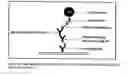 Fig. 25 - Immunogenicity Assay