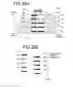 Fig. 31 - IMAGE PROCESSING METHOD AND IMAGE PROCESSING APPARATUS