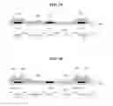 Fig. 16 - Display device