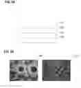 Fig. 04 - Device and method for manufacturing a device with a barrier layer