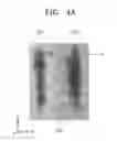 Fig. 04 - Photosensor including multiple detection mode and method of operating the same