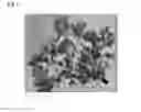 Fig. 04 - CATHODE ACTIVE MATERIAL