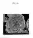 Fig. 05 - Positive active material for rechargeable lithium battery, method of preparing same, and rechargeable lithium battery including same