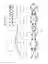 Fig. 04 - Routing of point-to-multipoint services in a multi-domain network