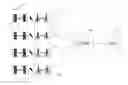 Fig. 01 - Congestion and overload reduction