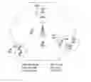 Fig. 01 - Method for transmitting downlink signal of user equipment having dual connectivity in heterogeneous cell environment