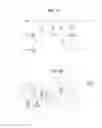 Fig. 12 - Multimedia broadcast/multicast service method and apparatus for device-to-device (D2D) communication in wireless communication system