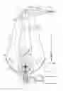 Fig. 02 - Light source with laser pumping and method for generating radiation