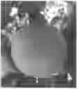 Fig. 01 - Sport Limb Asian Pear Tree