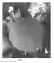 Fig. 02 - Sport Limb Asian Pear Tree